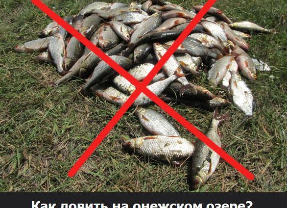 Когда клюёт на Онежском озере: полный календарь рыболова от зимней палии до осеннего судака