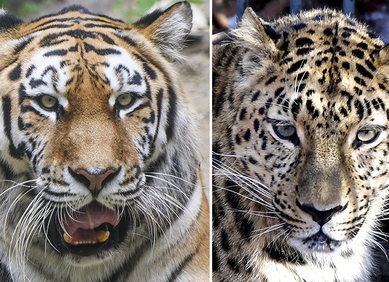 Амурский тигр: величественный хищник Дальнего Востока 🐅