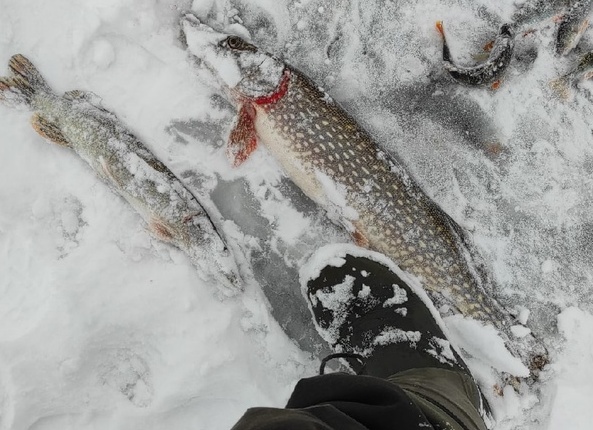 Рыбалка на Вурнарском Водохранилище