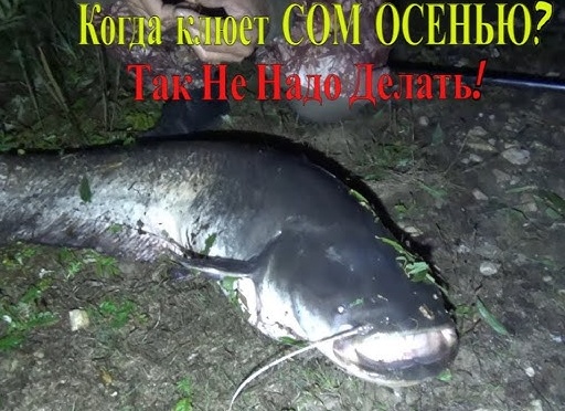 Как ловить сома на лягушку осенью?
