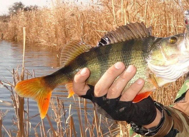 🎣 