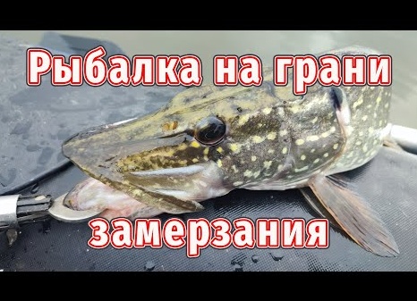 Научный подход к ловле щуки: Блесны или силикон – что лучше?