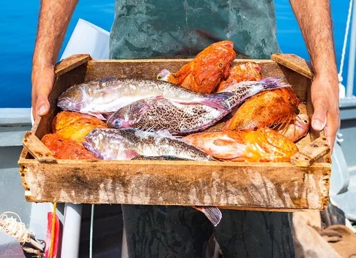 🎣 Боится ли рыба шума? Научный взгляд на влияние звуков на клёв